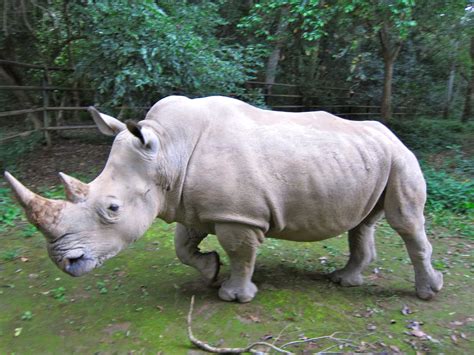 The Northern White Rhino (Ceratotherium simum cottoni) of central Africa is now “possibly ...