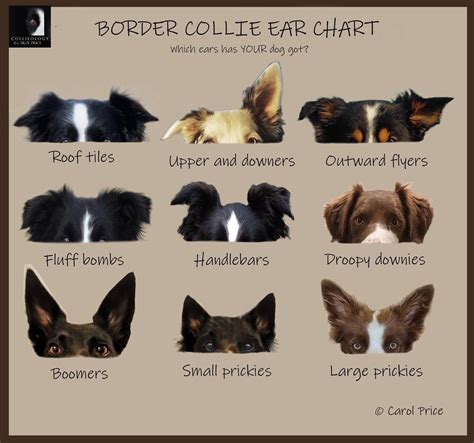Border Collie Ear Chart | Cute animals, Dog breeds, Rough collie