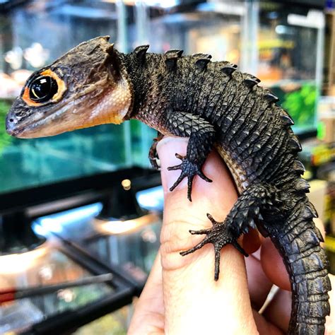 Red Eyed Crocodile Skink Full Grown