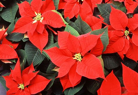 8 Jolly Christmas Plants | Holly, Poinsettia, Mistletoe, & Photos ...