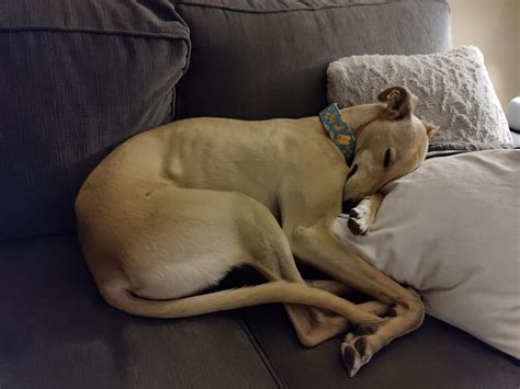 Image result for OnePlus 9 Review