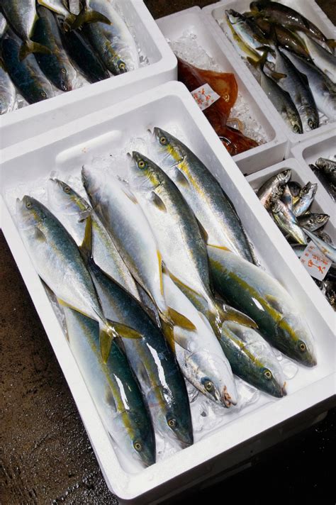 | Fresh Fish From Japan | LINE SHOPPING