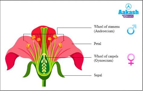 Sexual Reproduction in Flower Plants Advantages | AESL