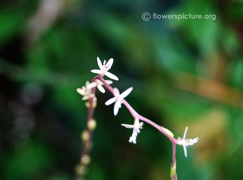 Guinea henweed, Petiveria alliacea