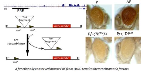 Rakesh Mishra Lab :: Resaerch - Hox gene complexes : epigenetic ...