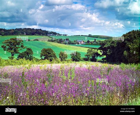 England english countryside wild flowers hi-res stock photography and ...