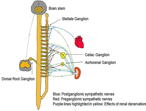 Frontiers | Sympathetic Nervous System Activation and Its Modulation ...