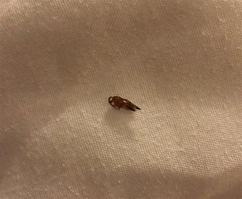 RED ROOF INN GREENSBORO COLISEUM - Hotel Reviews, Photos, Rate ...