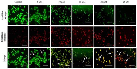 Cucurbitacin-B Exerts Anticancer Effects through Instigation of ...