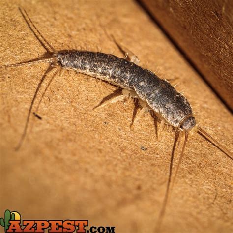 Are Silverfish dangerous to Pets? | Arizona Silverfish Control