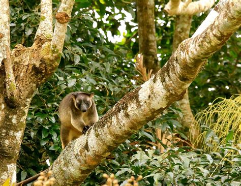 BLUE ADVENTURES WILDLIFE & RAINFOREST SAFARIS (2026) All You Need to ...