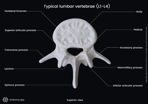 Spine Vertebrae Anatomy Labeled