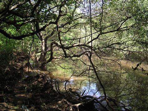 Birdwatching at Salim Ali Bird Sanctuary in Goa — Things to Do & Tips