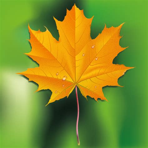Image result for Fall Leaves Drawing
