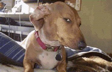 Image result for Meme JavaScript Eqal