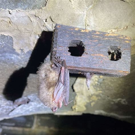 Bats Hibernation and Development - Nicholsons Ecology
