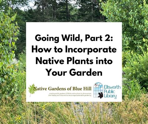 Going Wild, Part 2: How to Incorporate Native Plants into Your Garden ...
