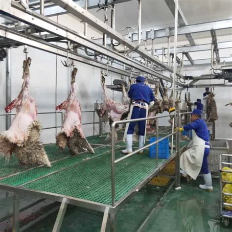 Image result for Sheep Slaughter Process