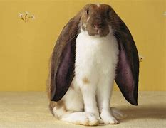 Image result for Black and White Fluffy Holland Lop Bunnies