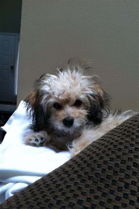 Image result for Good Morning Cockapoo