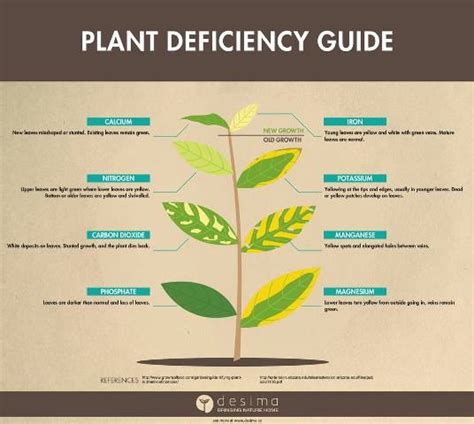 Essential Plant Nutrients: Understanding the Chemical Elements Vital ...