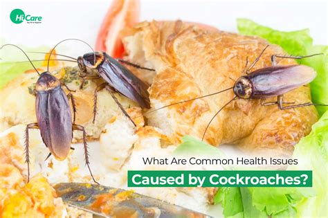 5 Health Issues Caused by Cockroaches & Best Prevention Tips – HiCare ...