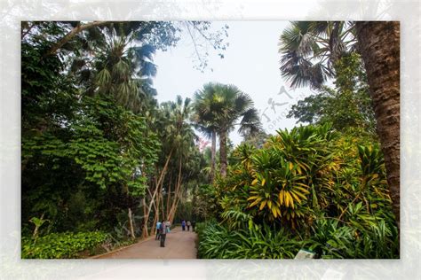 西双版纳热带植物园介绍-西行川藏