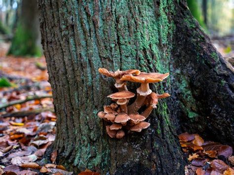 Common Tree Fungus 的图像结果