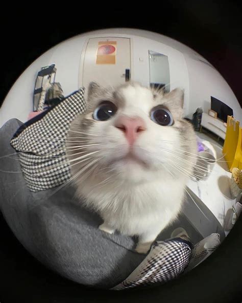 El gato Fisheye lens | Cute cat, Cat memes, Cat profile