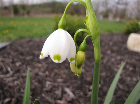 Leucojum aestivum 'Gravetye Giant' (Summer snowflake) | Self ...