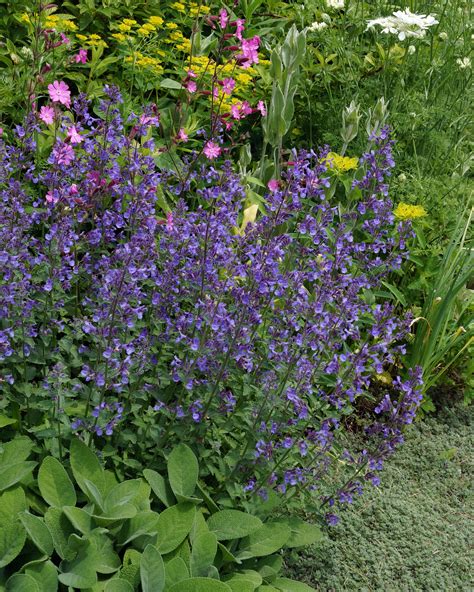 Nepeta × faassenii 'Junior Walker' bare roots — Buy garden catmint ...