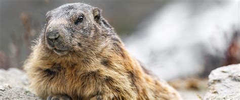 Download wallpaper 2560x1080 woodchuck, rodent, wildlife, stone, animal ...