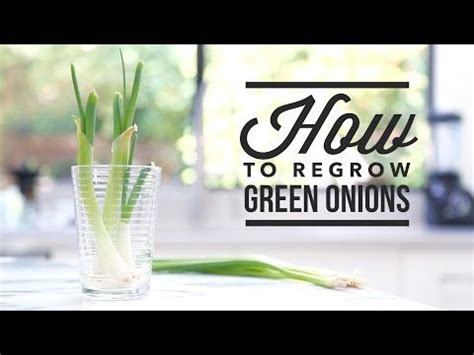 How to Regrow Green Onions (Scallions) // Tip Tuesdays with Angel Wong ...