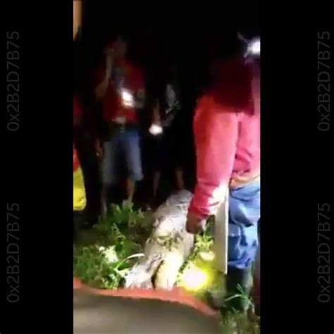 Image result for Massive Python Swallows Human