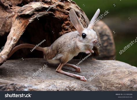 Long Eared Jerboa