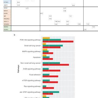 Image result for Mechanism Copy Number Variation