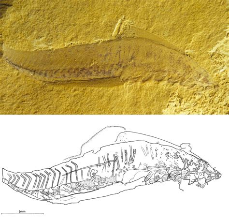 Walcott, the Burgess Shale and rumours of a post-Darwinian world: Current Biology