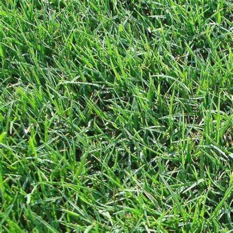 Buy Bermuda Grass Seeds Online - High-Quality Turfgrass for Your Lawn