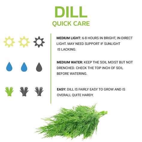 How to grow dill from seed 10 quick tips – Artofit