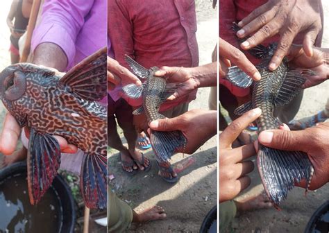 4 आंख, बनावट सबसे अलग... जाल में फंसी ऐसी मछली कि चौंक गया मछुआरा ...