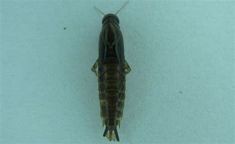 Mayflies (Ephemeroptera) of Western Ghats