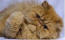 i gatti persiani il gatto persiano il pelo lungo per eccellenza animali i gatti persiani il gatto persiano il pelo lungo per eccellenza animali