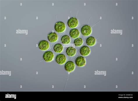 Image result for Alga API