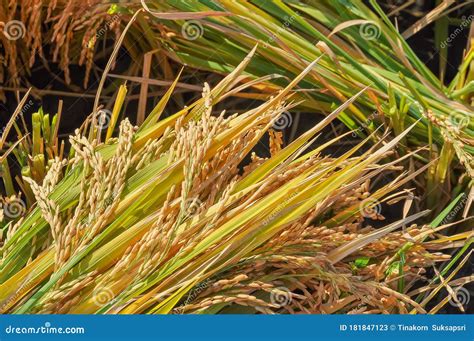Organic Rice Thai Jasmine Rice in Field the Favorite Meal of Thailand. the Famous Agriculture ...