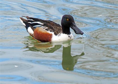 Northern_Shoveler_Duck.JPG photo - Duncan Bristow photos at pbase.com