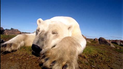 哈德逊湾的北极熊在一个绿色的世界里挣扎。近距离亲自拍摄，最初全部用原生3D 拍摄。