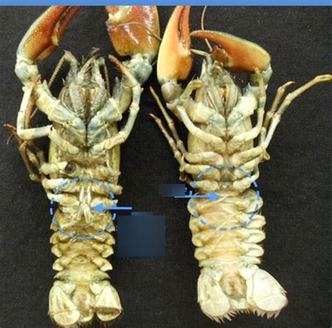 Image result for Class Crustacea