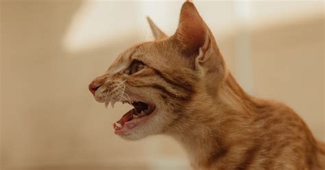 Image result for Angry Cat Sound Variations