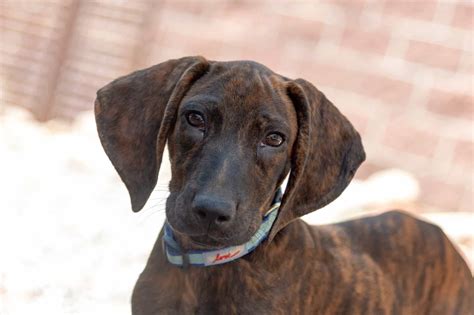 Plott Hound Lab Mix: Info, Pictures, Facts, Traits, FAQs & More