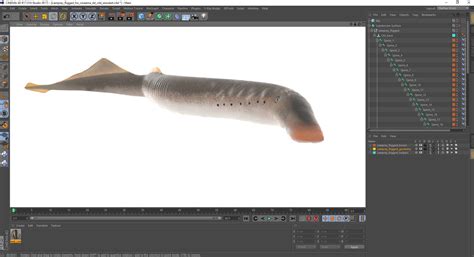 3D Lamprey Rigged for Cinema 4D model | 3D Molier International